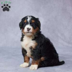 Jax, Mini Bernedoodle Puppy